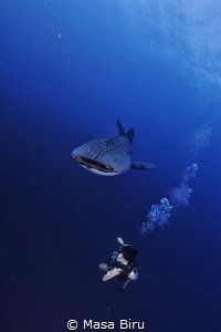 whale shark and diver by Masa Biru 